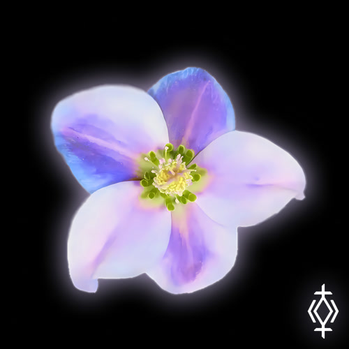 Zrmpa, REGNETAISE - ANGEL GLOW